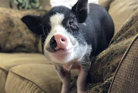 Charming Mini Pigs Breeders Of Mini Pigs Mini Pigs Question And