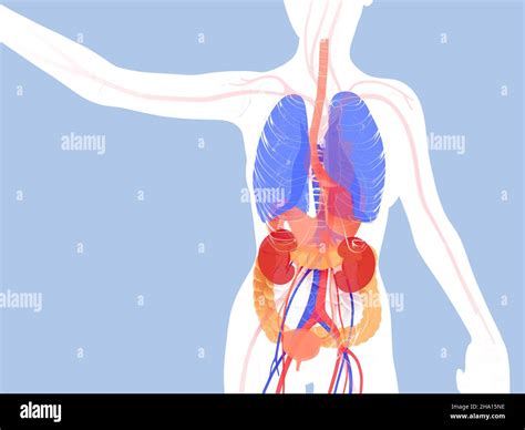 Ilustración Anatómica 3d Del Sistema Digestivo Interior Transparente