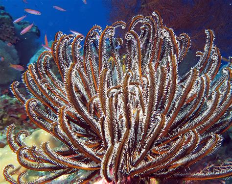 Feather Stars Part Of Australias Biodiverse Marine Life