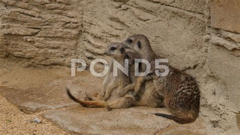 Meerkats Sitting In A Group Hugging 4k Stock Footage By Gdmpro