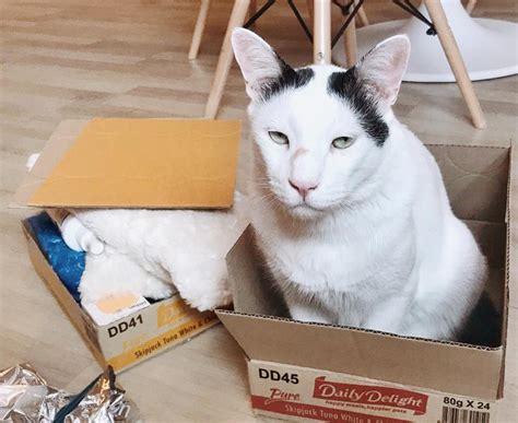 The singapura cat is one amongst, if not the, smallest cat breeds on this planet with adults not typically reaching eight kilos. Ask a Vet: When Is Vomiting Not Normal for Your Cat ...