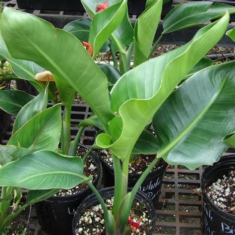 Giant Bird of Paradise