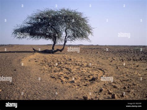 Niger West Africa Dry Season In The Sahel Compare To Rainy Season In