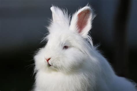 Ortrait Of A Lionhead White Rabbit With Blue Eyes Stock Image Image