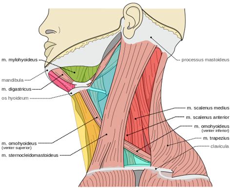 Triangles Of The Neck