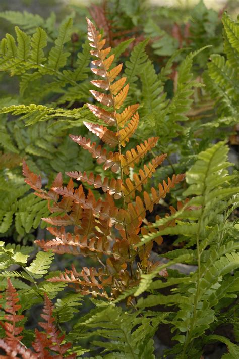 Brilliance Autumn Fern Dryopteris Erythrosora Proven Winners