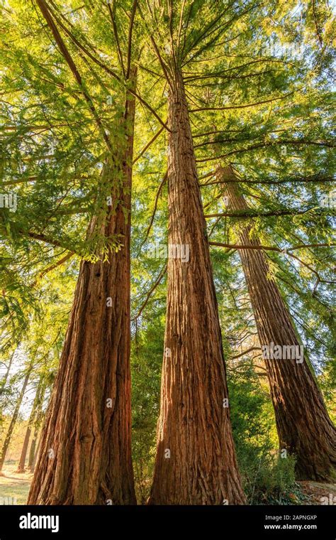 Sequoia Sempervirens Arboretum National Des Barres Stock Photo Alamy