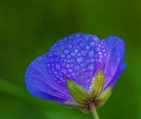 500 Flower Pictures Hd Download Free Images On Unsplash Flower