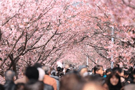 Best Places To View Cherry Blossoms In Tokyo Obsessed With Japan