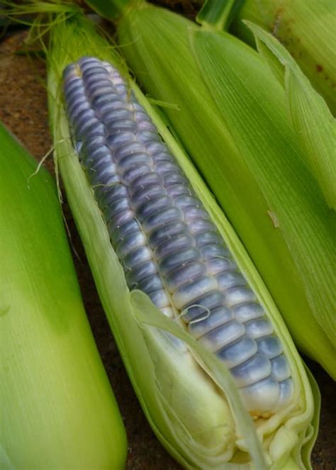 Care For Corn Plants Hubpages