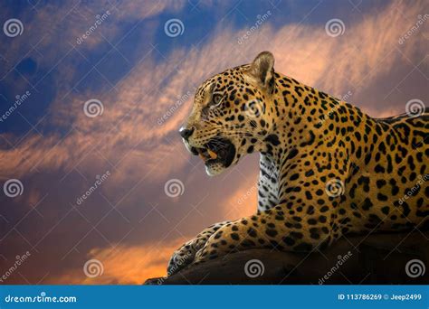 Young Jaguar Resting On The Rock Stock Image Image Of Dangerous
