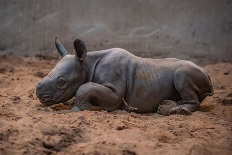 Birth Of Rare Baby Female Rhino Celebrated At Chester Zoo The
