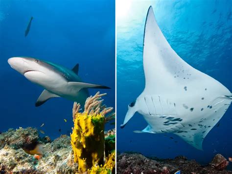 A Quarter Of All Ray And Shark Species Face Imminent Extinction