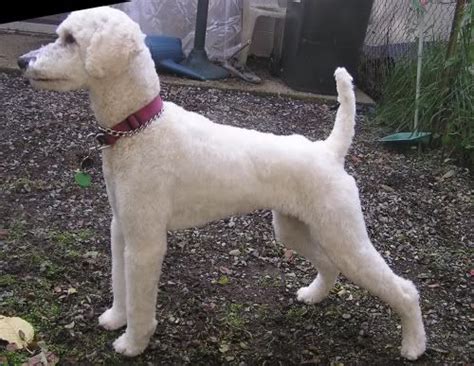 Luckily he has crappy hair that doesn't matt, so poodles being retrievers, shaved faces started to make it easier for them to retrieve. Pin on Dogs