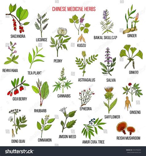 Image Result For Chinese Herbs Clipart Medicinal Plants Medicinal