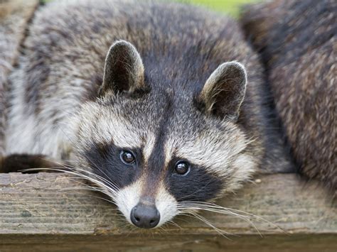 Перевод слова raccoon, американское и британское произношение, транскрипция, словосочетания, примеры использования. Racoon a.k.a. Raccoon - Effective Wildlife Solutions