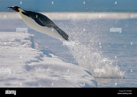 Emperor Penguin Jumping Out Of Water At Ice Edge Snow Hill Island