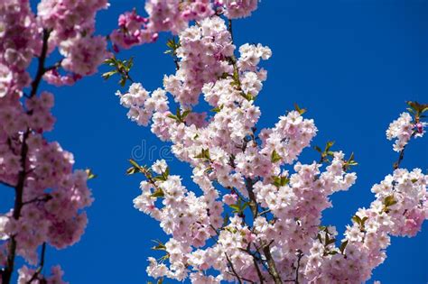 Close Up Of Sakura Tree Full In Blooming Pink Flowers Stock Image
