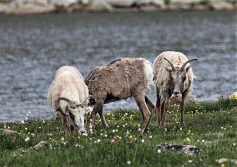 Genus Ovis Bighorn Sheep — Coke Smith Wildlife