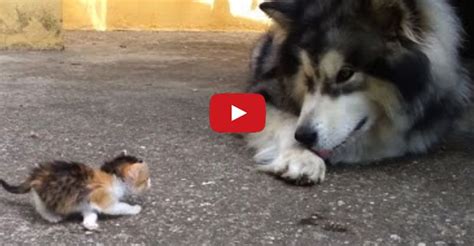 Big Dog Is Afraid Of Fluffy Little Orphan Kitten Cute Little Kittens