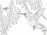Hummingbird Coloring Bee Hummingbirds Printable Flower Drawing Supercoloring Bird Adult Line Silhouette Clip Template Getdrawings Animal Animals Printables Hibiscus Main sketch template