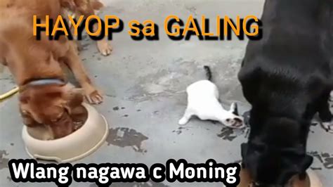 Mga Nakakatuwa At Nakakaaliw Na Pang Yayari Habangkumakain Ating