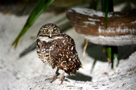 Sleepy Burrowing Owl Photograph By Judy Wanamaker Pixels