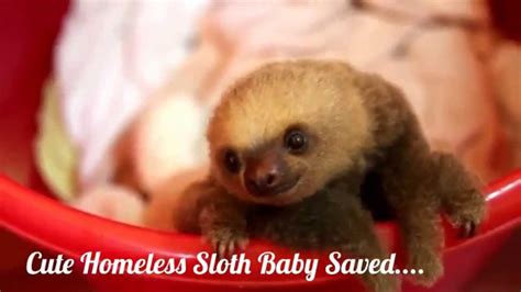 Cute Homeless Sloth Baby Saved Youtube