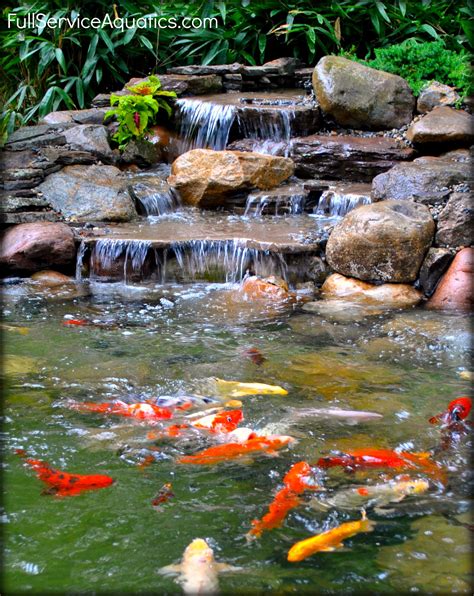 Waterfall With Koi Swimming Beneath It Designed And Installed By Full