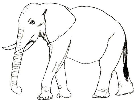 18 Schoene Ausmalbilder Elefant Dekoking Com Schöne Ausmalbilder