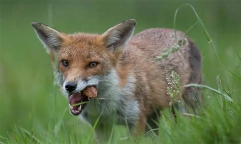 Why Should You Not Feed Foxes Our Warning Pests Banned