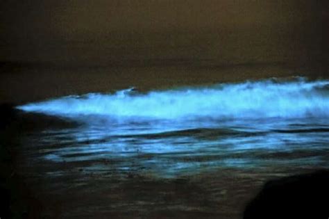 Get To Mumbai Now Bioluminescence Turns Juhu Beach Blue