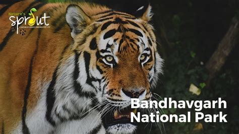 Bandhavgarh Jungle Safari Bandhavgarh National Park Online Safari Booking