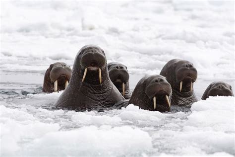 Walrus Mob Stunning Photo Shows 35000 Beasts On Alaska Beach