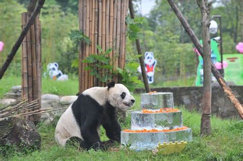 The Worlds Oldest Male Panda In Captivity Has Died Teroes