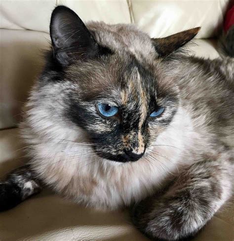 What Is The Tortoiseshell Siamese Cat 2023 Everything You Need To