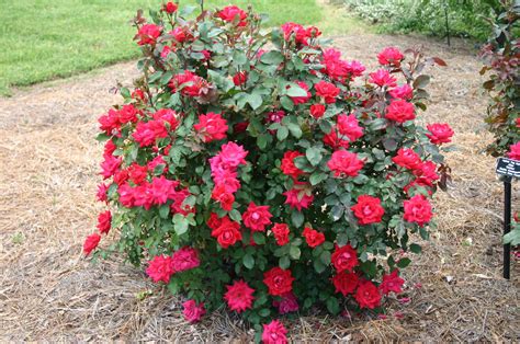 Mastering The Art Of Knockout Roses Care Tips And Tricks For A