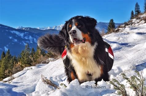 Why The Bernese Mountain Dog Is Truly An All Around Dog American