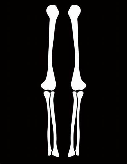 Halloween Skeleton Arm Costume Leg Template Clipart