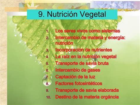 Ppt 9 Nutrición Vegetal Powerpoint Presentation Free Download Id