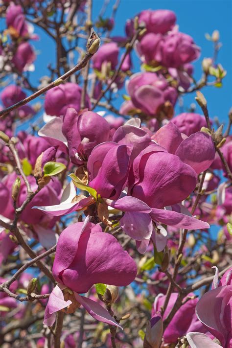 These are top 10 flowers that are able to grow and bloom during bad weather and even lack of water through different seasons of the year. Not all trees have to tower. Find the perfect tree for ...
