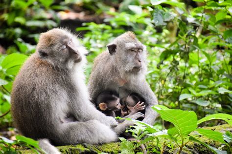 Sacred Monkey Forest Sanctuary In Ubud Bali Aussie Mob
