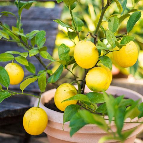 Dwarf Lemon Tree Dwarf Lemon Tree For Sale Citrus