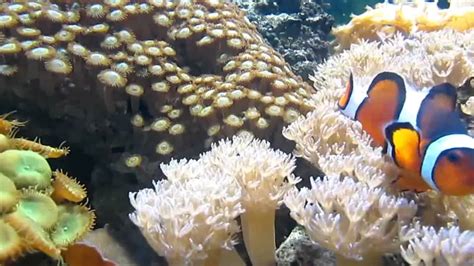 Sri Lanka Coral Reef Enrichment Program Launched By Live Tropical Fish