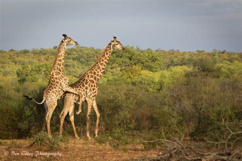 A Pain In The Neck For Giraffes Africa Geographic