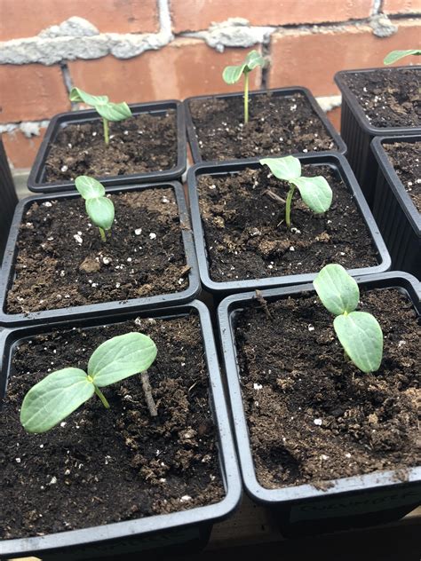 Cucumber or melon seed) or two small seeds (e.g. First time growing cucumbers from seeds, about a week old ...