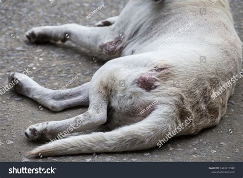 Dog Skin Disease Wound Stock Photo 1443211340 Shutterstock