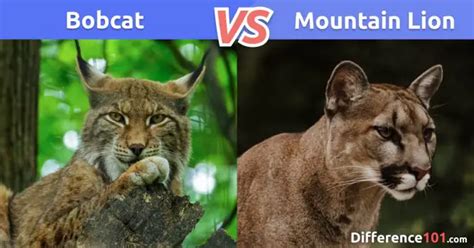 Bobcat Vs Mountain Lion 5 Key Differences Pros And Cons Difference 101
