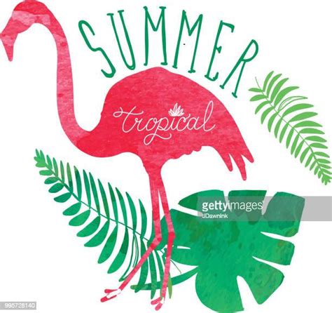 Watercolor Flamingo High Res Vector Graphics Getty Images