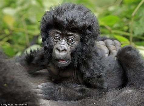 Andy Rouses Photographs Show Baby Gorilla With Incredible Hairstyle In